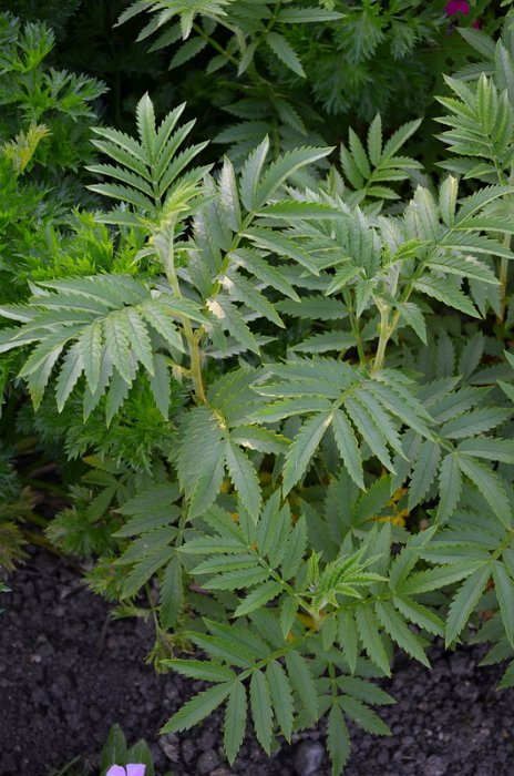 Melianthus dregeanus subsp. Insignis